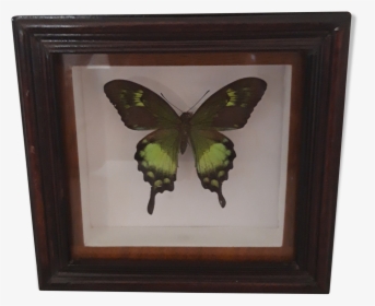 Green Butterfly Frame   Src Https - Papilio, HD Png Download, Transparent PNG
